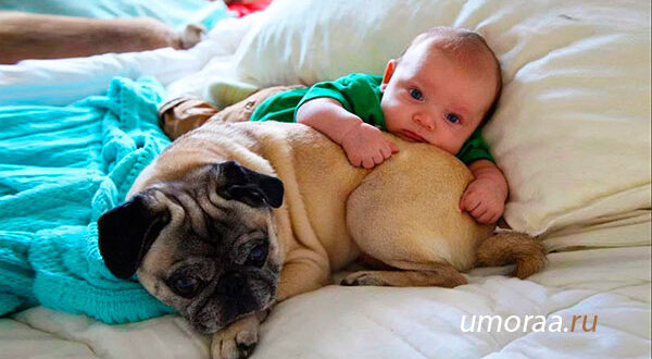 Самые Милые Дети Встречаются С Самыми Забавными Собаками!