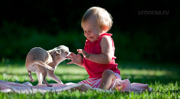 Домашние животные, заставляющие детей Смеяться