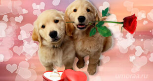 Милые Собаки Говорят, Что Я Люблю Тебя