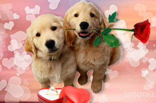 Милые Собаки Говорят, Что Я Люблю Тебя