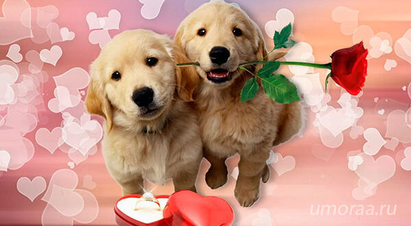 Милые Собаки Говорят, Что Я Люблю Тебя