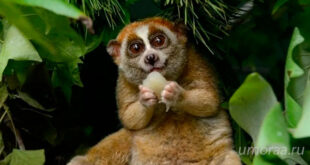 Лемуры - самые милые животные в мире!