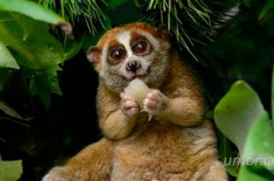 Лемуры - самые милые животные в мире!