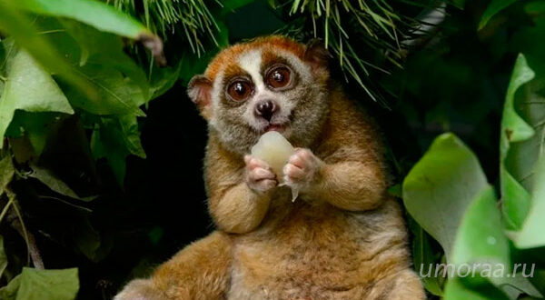 Лемуры - самые милые животные в мире!