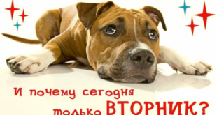 Подборка анекдотов про вторник