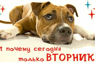 Подборка анекдотов про вторник