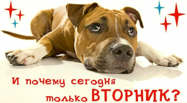 Подборка анекдотов про вторник