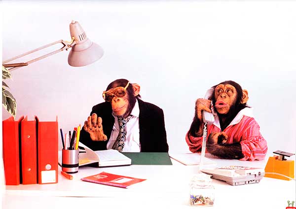 Обезьяньи офисные будни