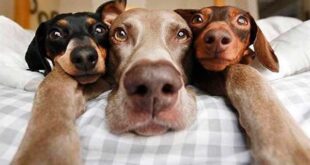 Смешные до слез анекдоты про собак