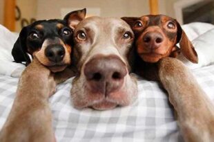 Смешные до слез анекдоты про собак