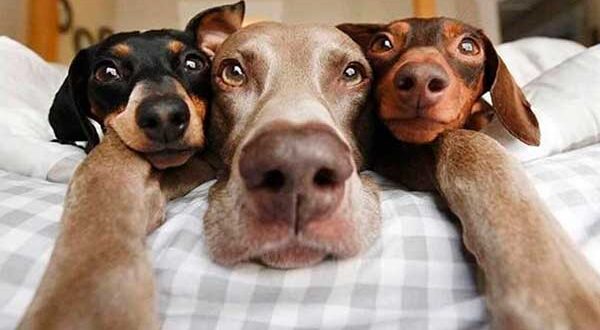 Смешные до слез анекдоты про собак